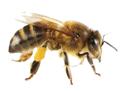 Dedetização de abelhas na Vila Cruzeiro 