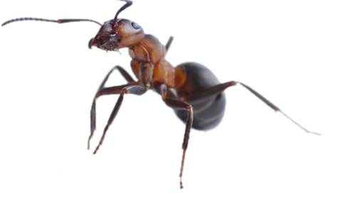 Dedetização de formigas na Vila São Geraldo