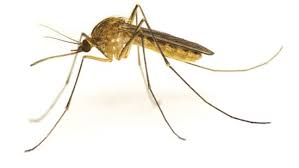 Dedetizadora de mosquitos na Vila Mendes