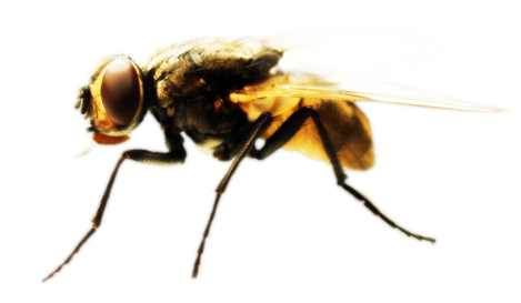 Dedetizadora de moscas na Vila Nova Manchester