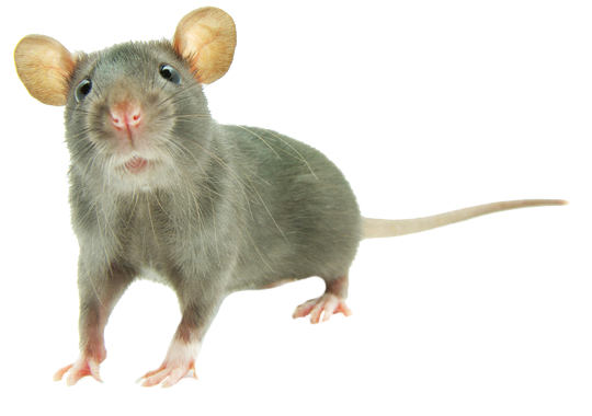 Dedetização de rato no Caxingui